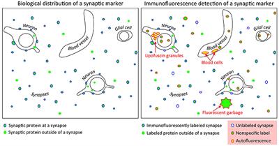 A Computational Synaptic Antibody Characterization Tool for Array Tomography